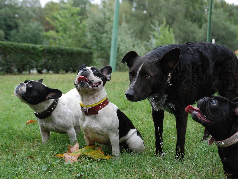 Quatro cães sentados na grama olhando para cima, esperando o petisco