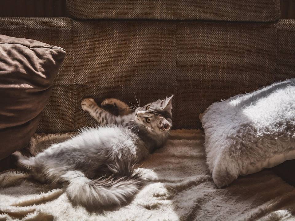 Gato cinza deitado de barriga para cima no sofá entre almofadas