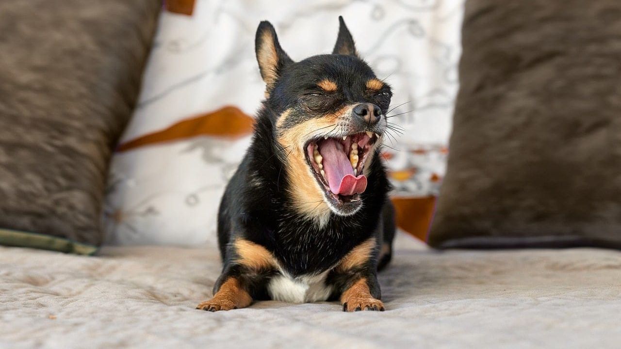Um cachorro pequeno de pelagem preta e castanha bocejando sentado em um sofá com almofadas ao fundo.