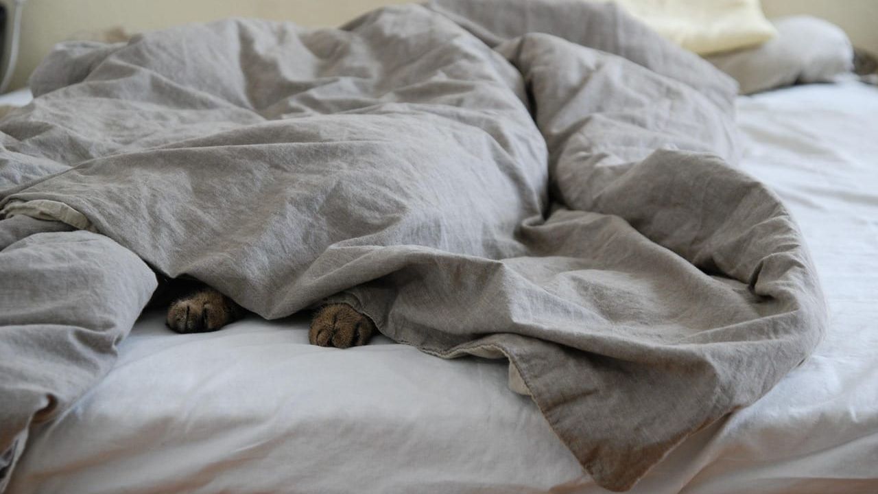 Patas de um cachorro aparecendo por baixo de um lençol cinza em uma cama branca.