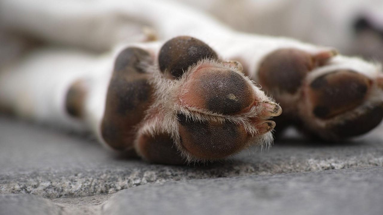 Close-up da pata de um cachorro branco com almofadas escuras apoiada em um piso de pedra cinza.