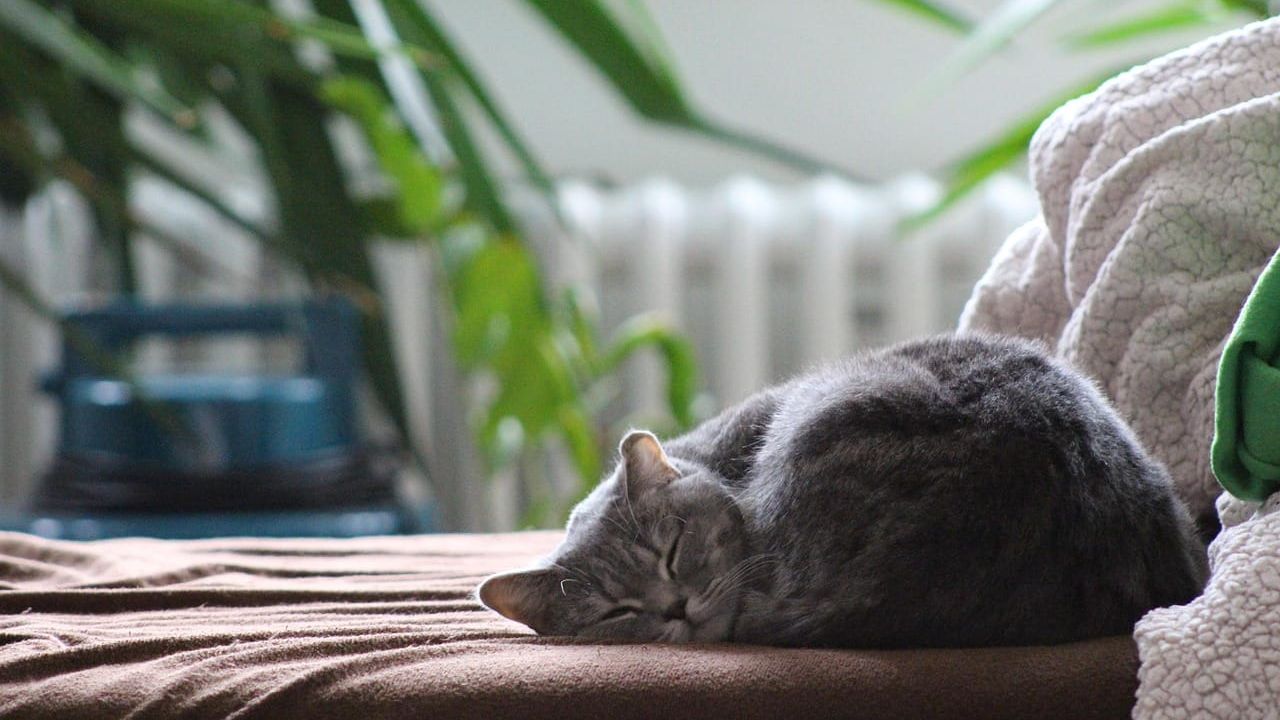 Foto que ilustra o artigo Raças de gato para apartamento: as mais calmas segundo a CFA