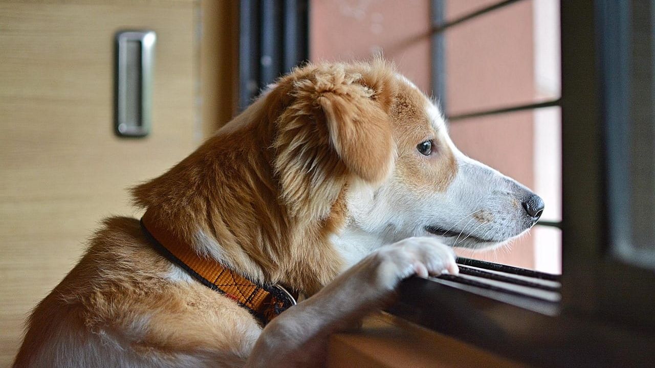 Cachorro de pelagem clara e marrom com coleira, olhando pensativo através de uma janela de vidro.