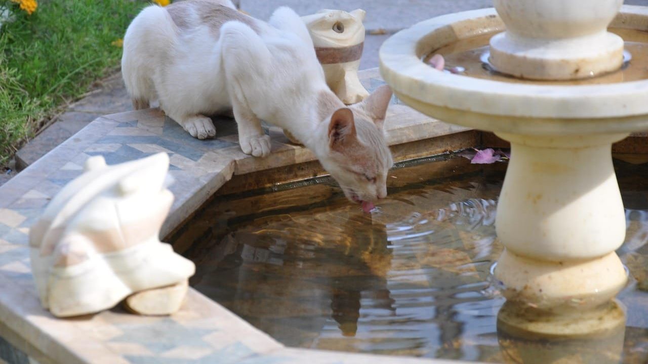 Foto que ilustra o artigo Como fazer o gato beber mais água: tigela, fonte e lugar