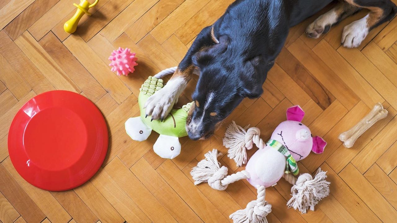 Cão de pelagem preta e branca brincando com brinquedos de pelúcia e corda em um piso de madeira.