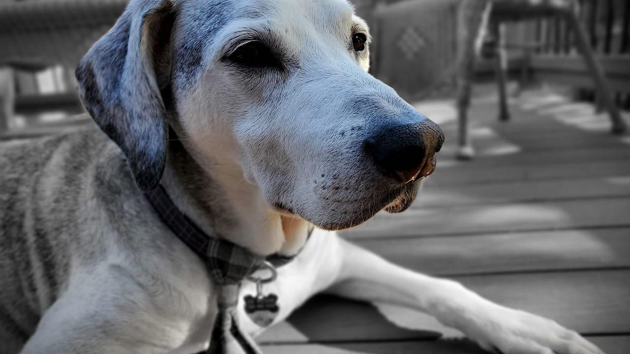 Foto que ilustra o artigo Idade do cachorro em anos humanos (com calculadora)