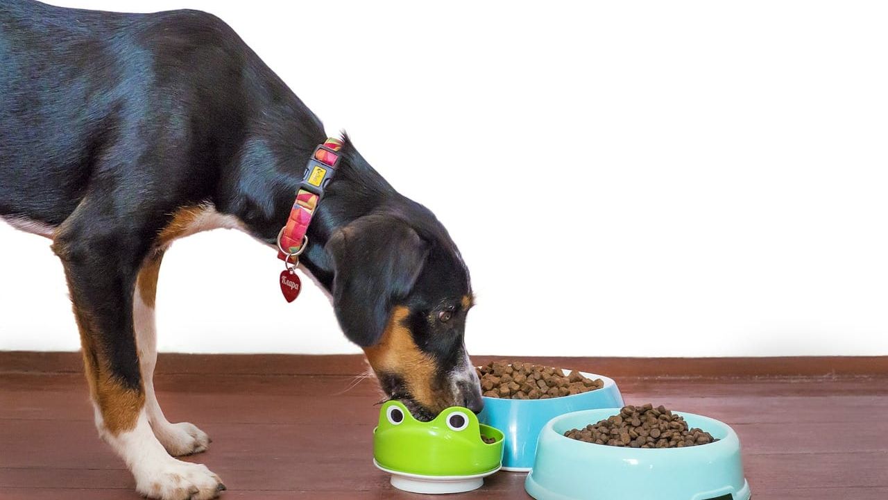Foto que ilustra o artigo Reforço positivo para cachorro: como usar petisco sem estragar o pet