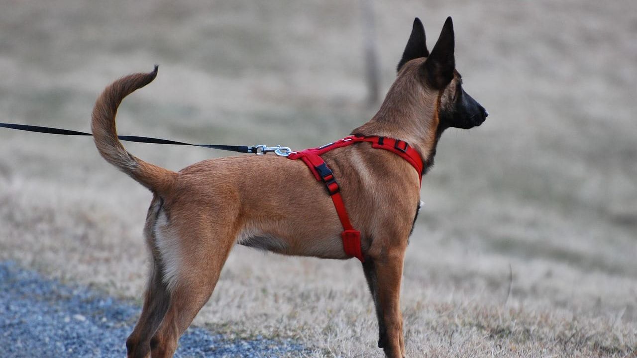 Foto que ilustra o artigo Como ensinar cachorro a não puxar a guia no passeio