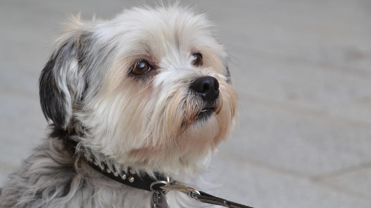 Foto que ilustra o artigo Shih tzu: tamanho, temperamento e rotina em apartamento