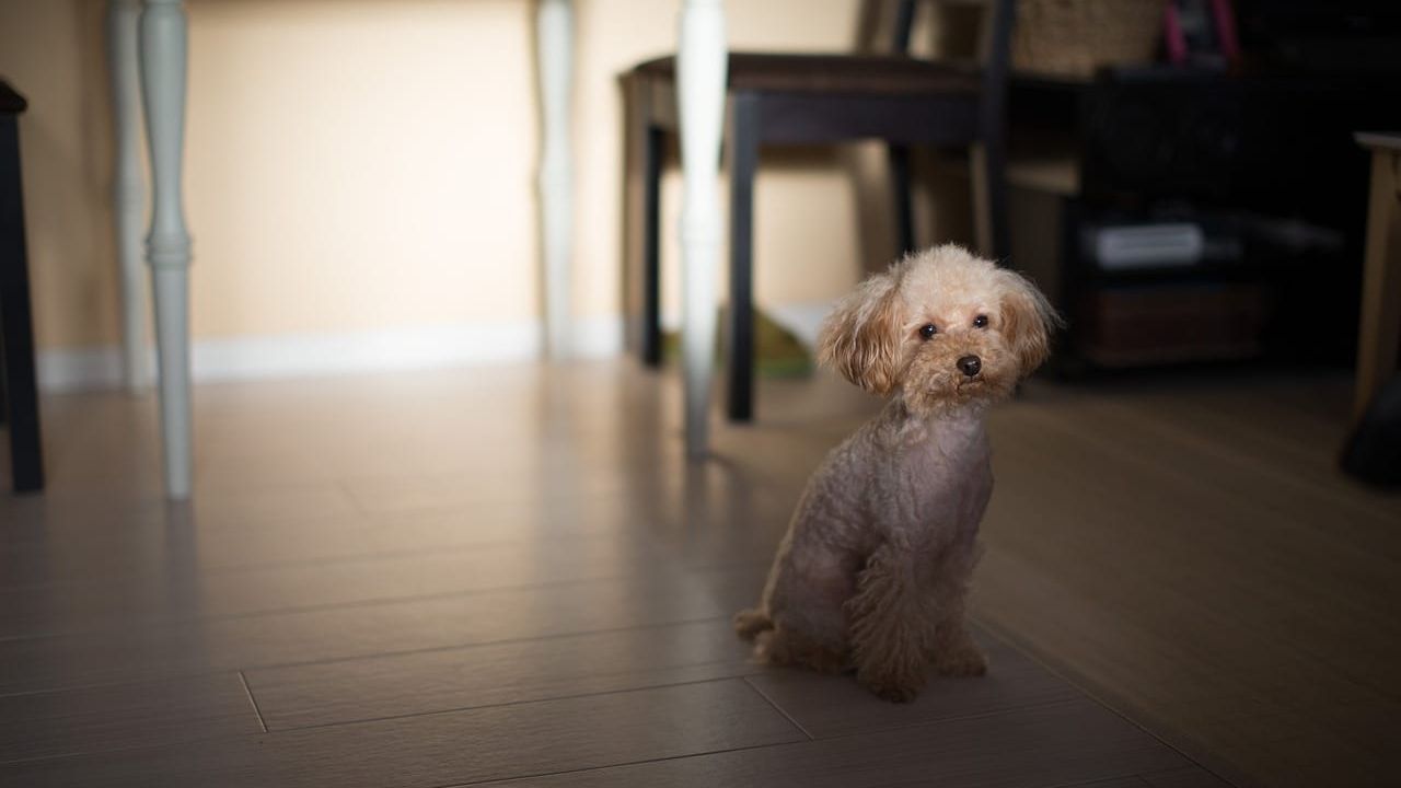Um cachorro Poodle de cor clara sentado no chão de madeira de uma sala de estar.