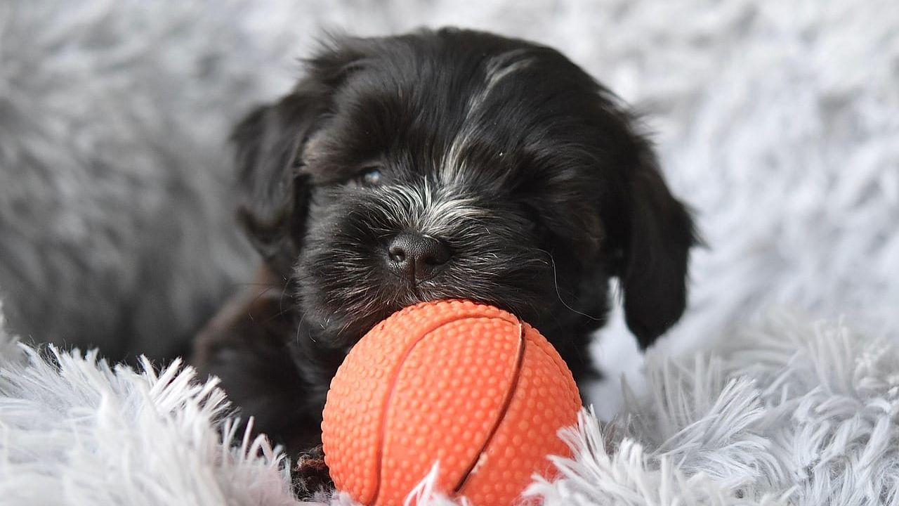 Um filhote de cachorro preto com detalhes brancos brincando com uma bola laranja em um tapete felpudo cinza.