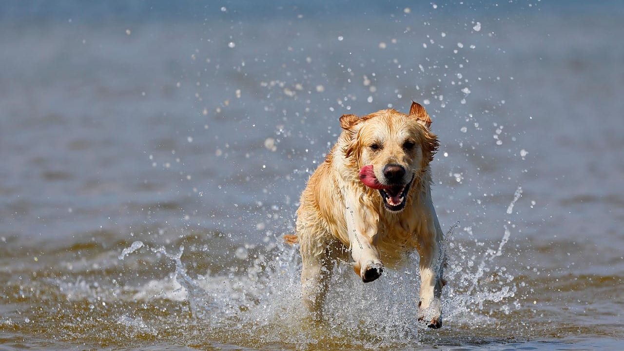 Foto que ilustra o artigo Golden retriever: tamanho, energia e quanto espaço pede
