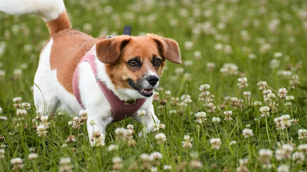 Cachorro vira-lata de cor caramelo e branco usando uma peitoral rosa, caminhando em um gramado com pequenas flores brancas.