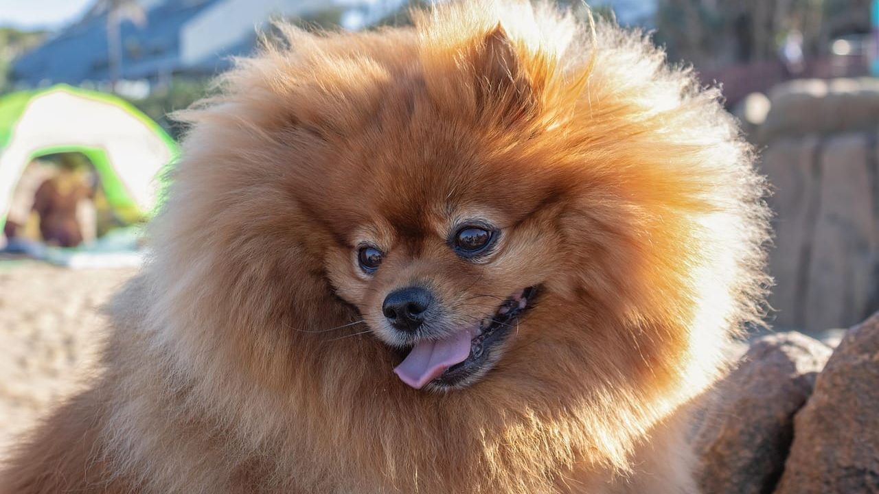 Foto que ilustra o artigo Spitz alemão (lulu da pomerânia): o que saber antes de adotar