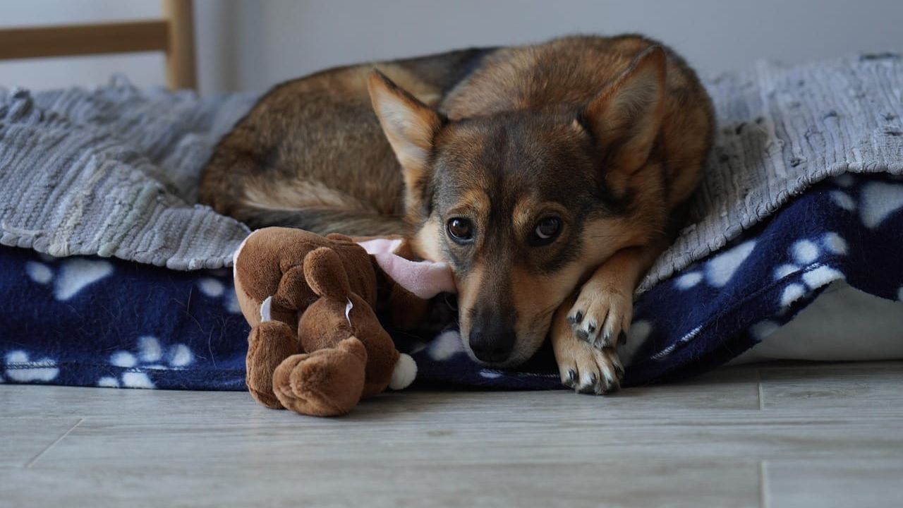 Cão de porte médio deitado em uma caminha azul com estampa de patinhas, ao lado de um brinquedo de pelúcia marrom.