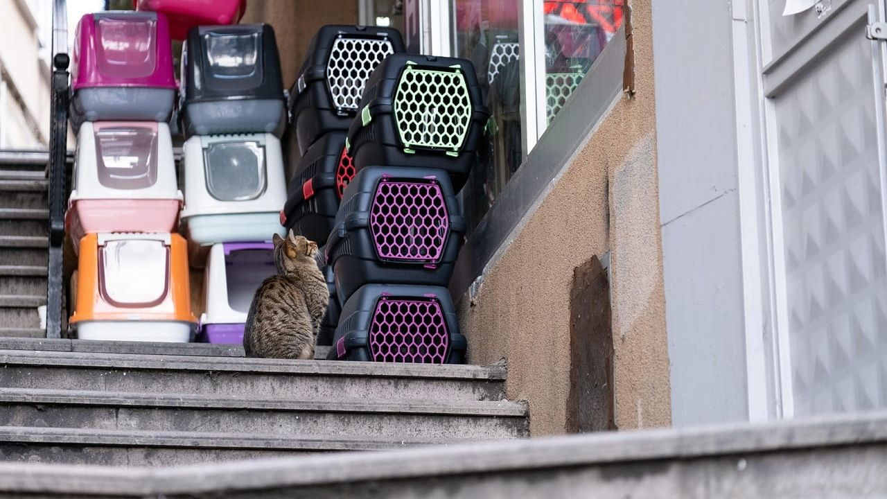 Um gato sentado em degraus de pedra ao lado de várias caixas de areia coloridas empilhadas.