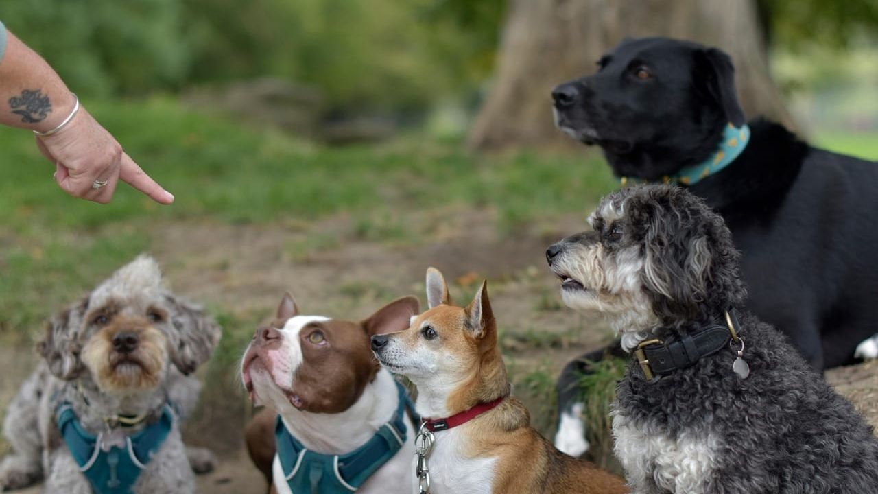 Grupo de cinco cães de diferentes raças sentados em um gramado olhando atentamente para a mão de uma pessoa.