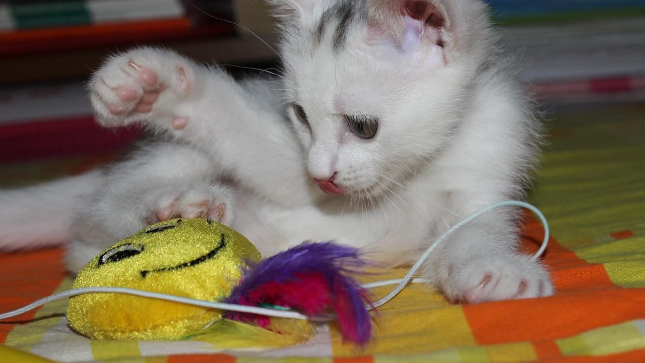 Gatinho branco e cinza brincando com um brinquedo de pelúcia amarelo e penas coloridas sobre um tapete estampado.