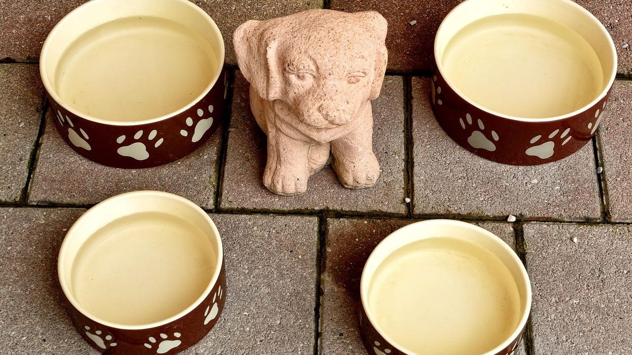 Foto que ilustra o artigo Comedouro e bebedouro para pets: qual tipo e onde colocar